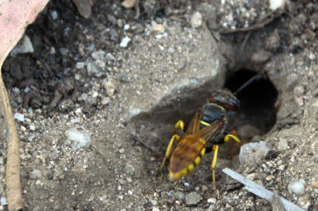 Philanthus triangulum