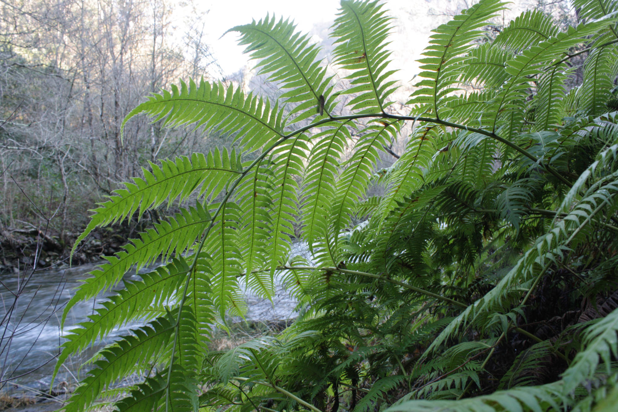 Woodwardia radicans