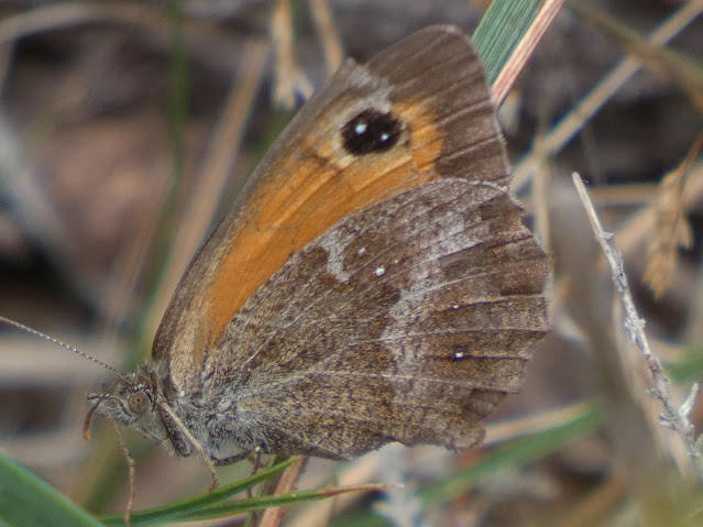 Pyronia tithonus