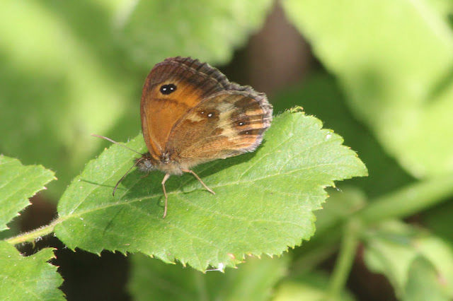 Pyronia tithonus