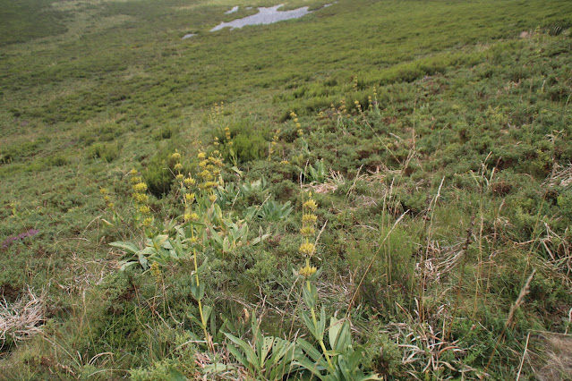 Gentiana lutea