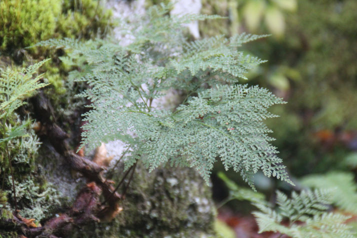 Davallia canariensis