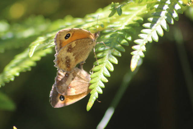 Pyronia tithonus