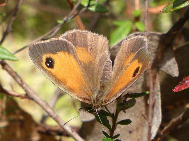 Pyronia tithonus