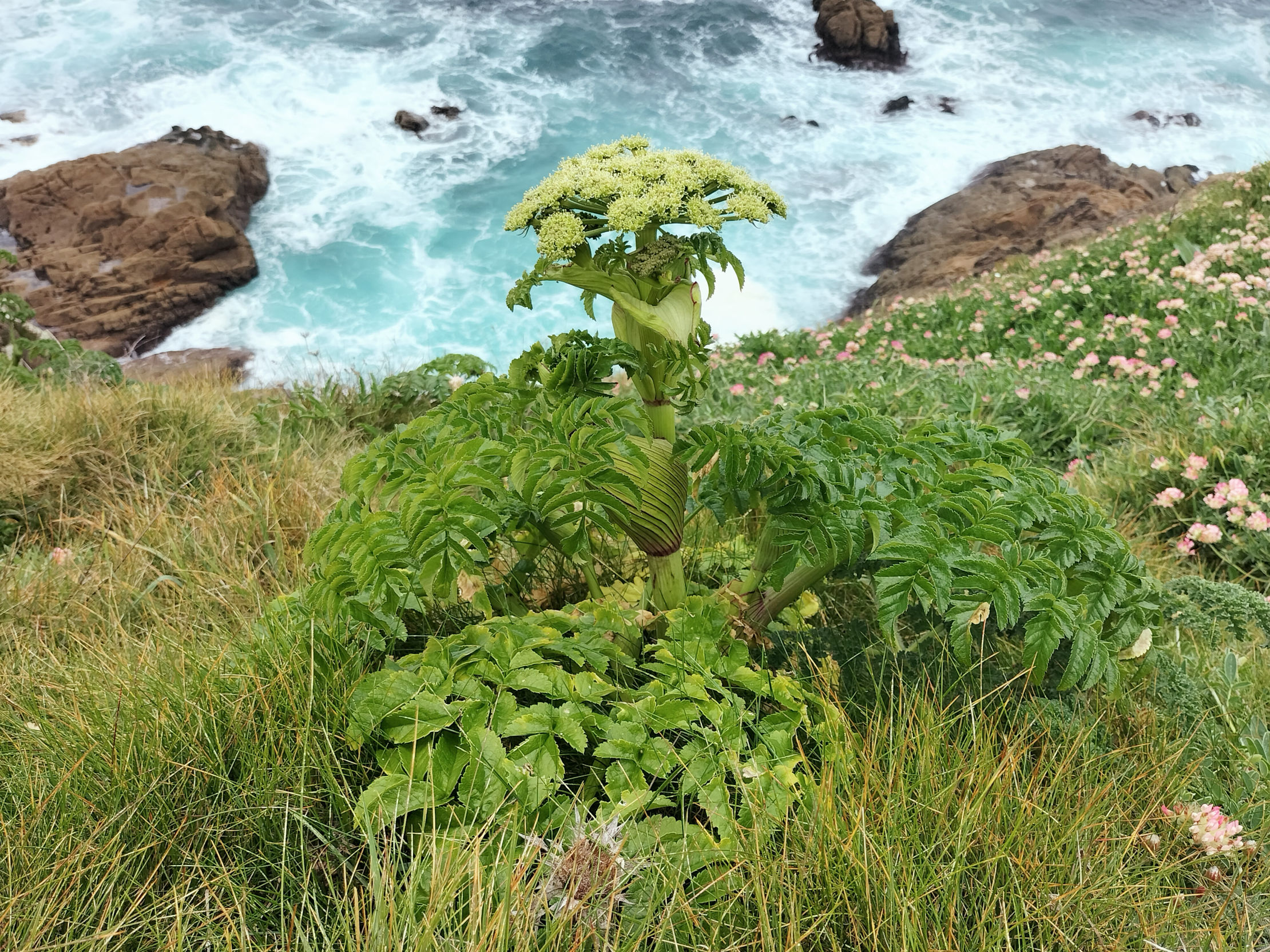 Angelica pachycarpa