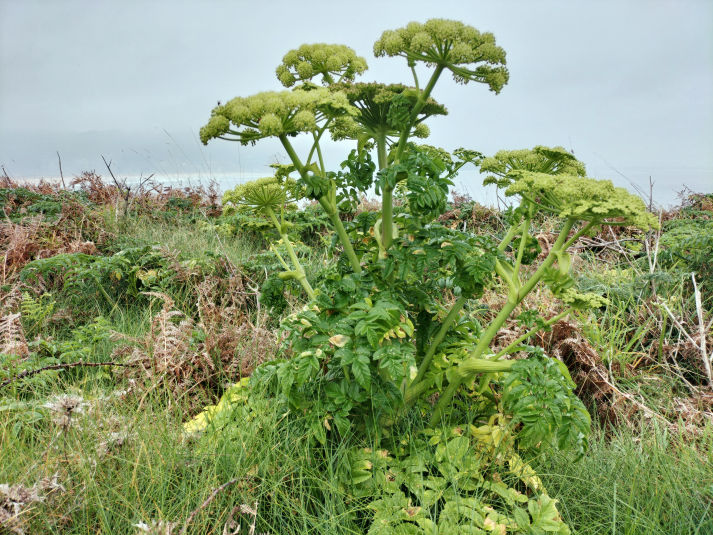 Angelica pachycarpa