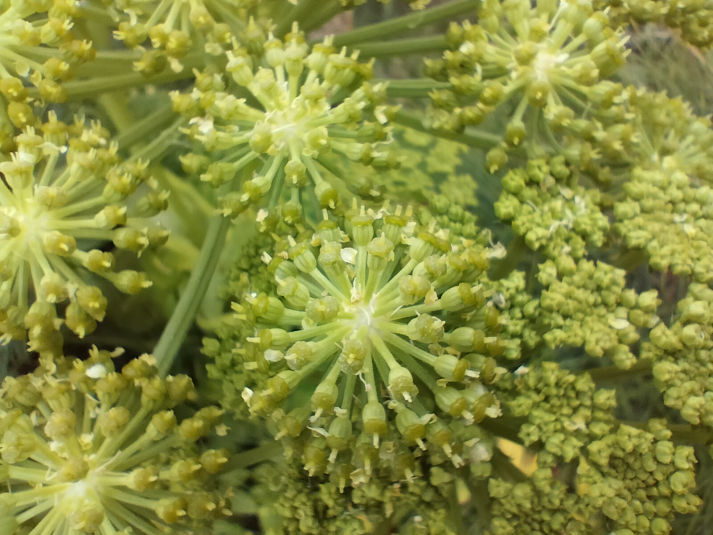 Angelica pachycarpa