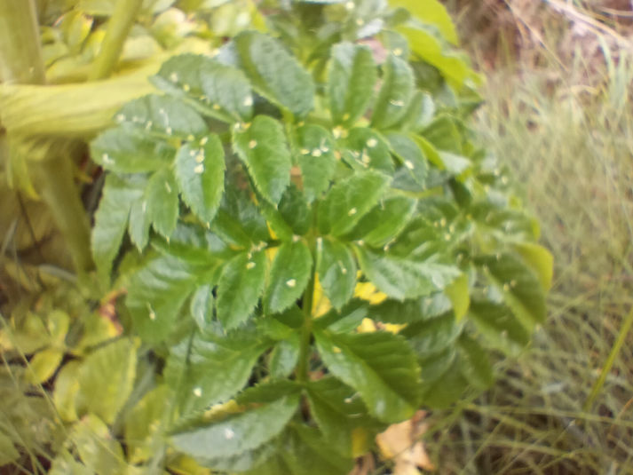 Angelica pachycarpa