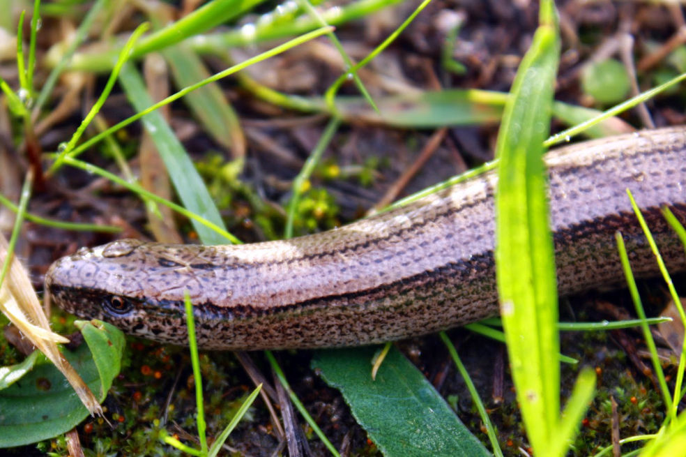 Anguis fragilis