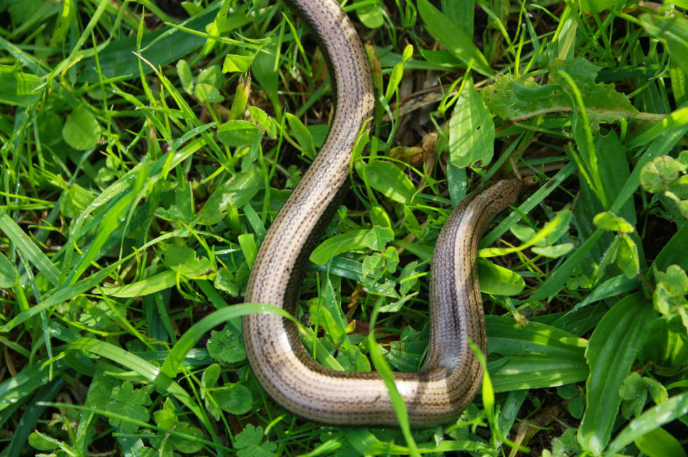 Anguis fragilis