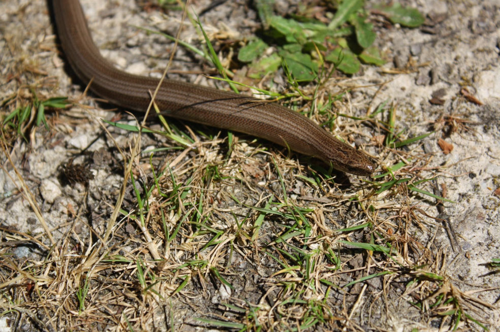 Anguis fragilis