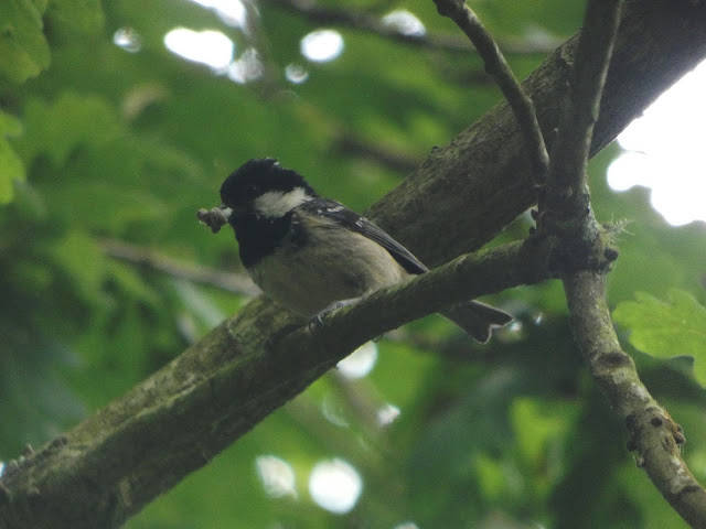 Carbonero común (Parus major)