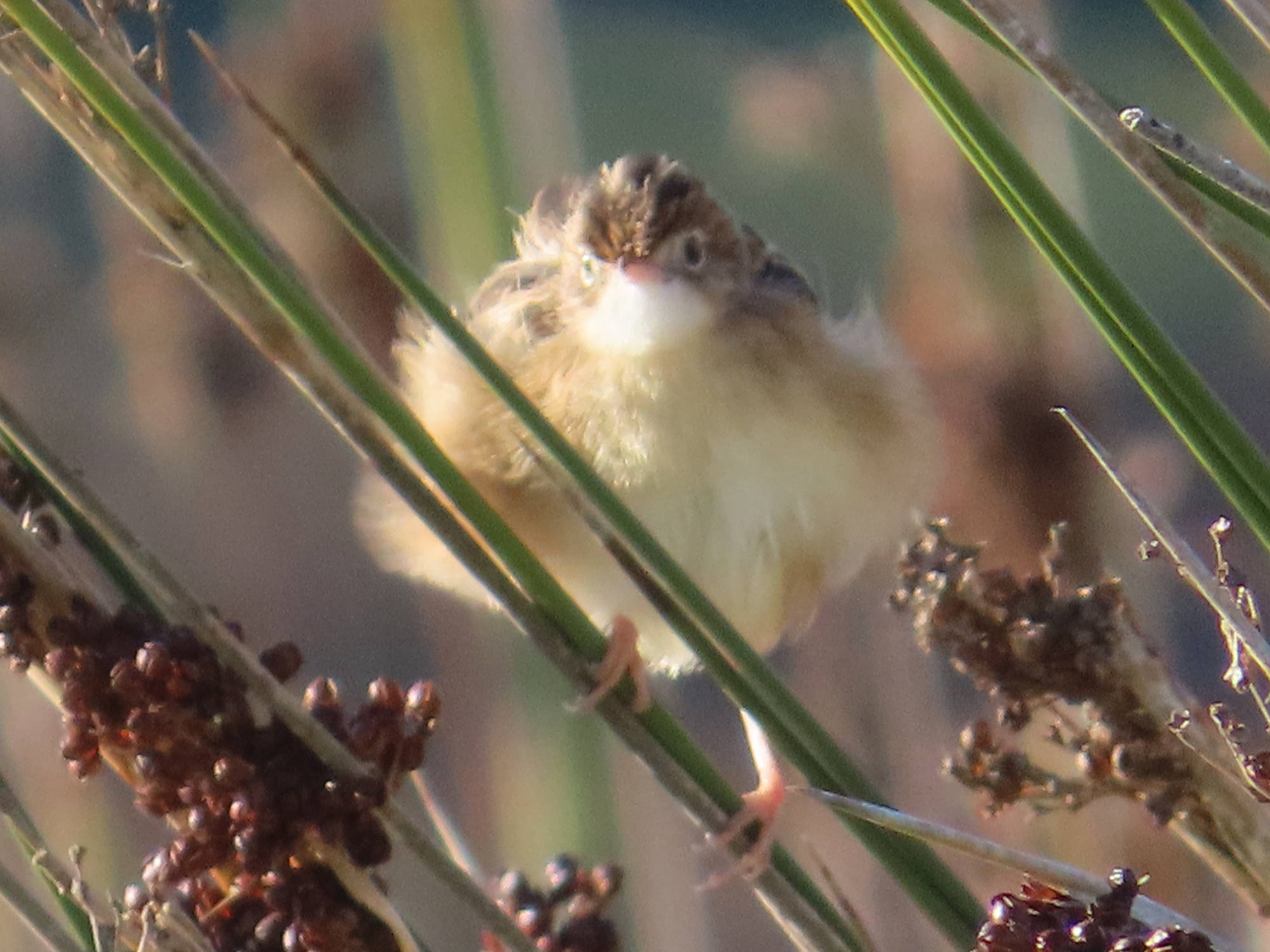 Cistícola buitrón (Cisticola juncidis)