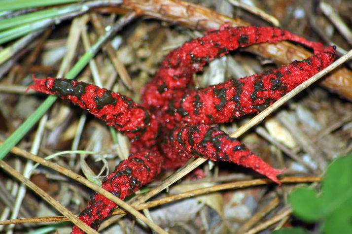 Clathrus archeri