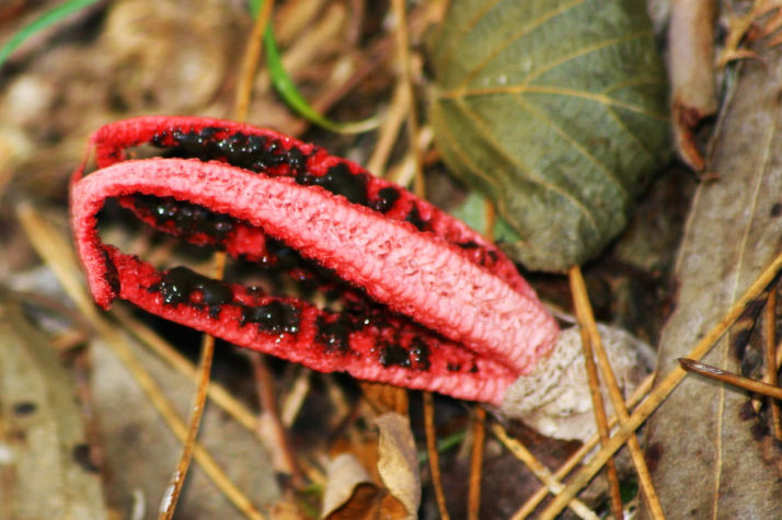 Clathrus archeri