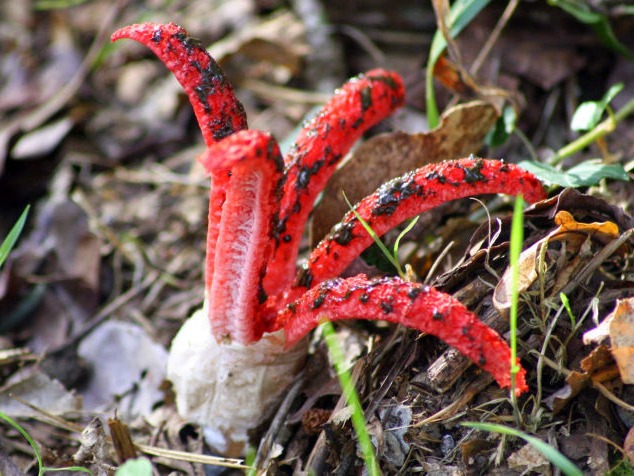 Clathrus archeri