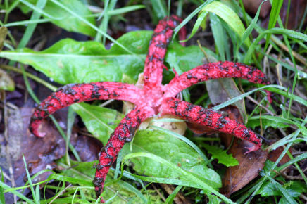 Clathrus archeri