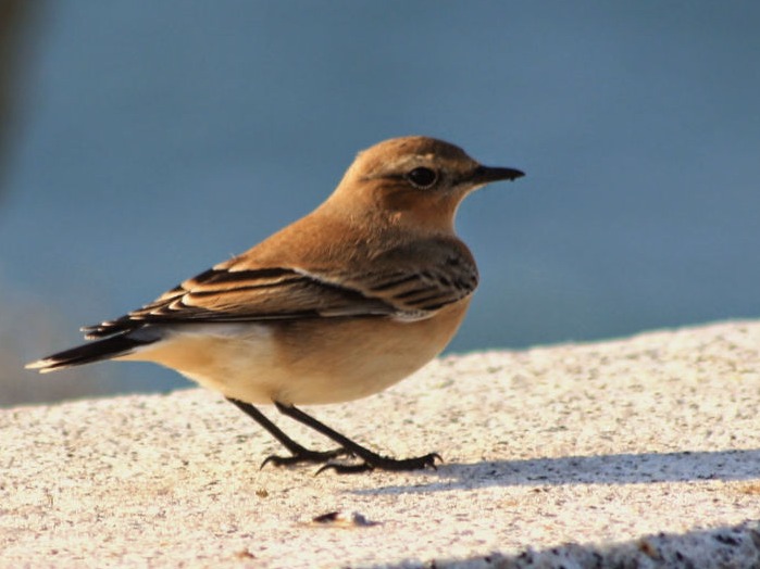 Collalba gris (Oenanthe oenanthe)