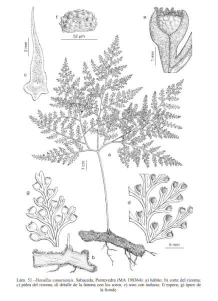 Davallia canariensis