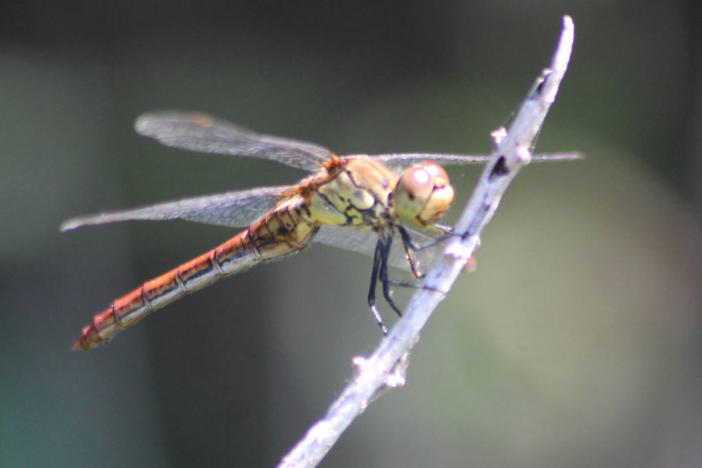 Sympetrum sanguineum