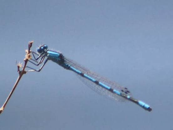 Enallagma cyathigerum