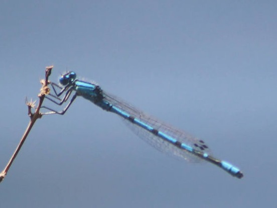 Enallagma cyathigerum