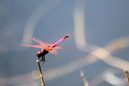 Trithemis annulata