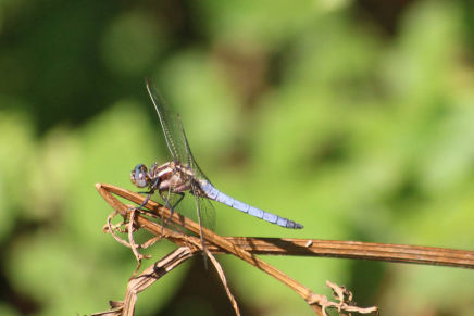 Orthetrum coerulescens