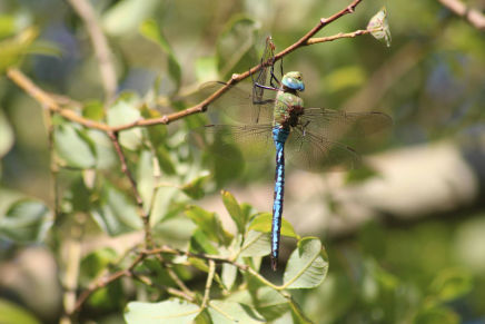 Anax imperator