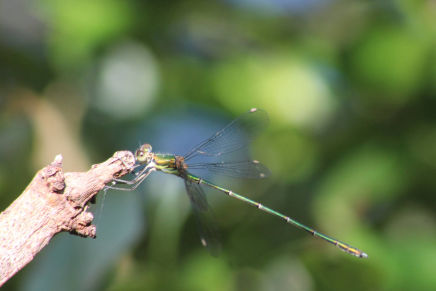 Chalcolestes viridis