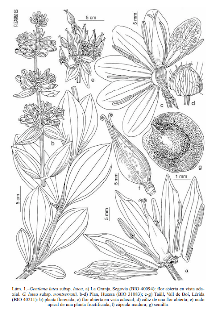 Gentiana lutea