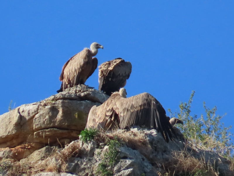Buitre leonado (Gyps fulvus)