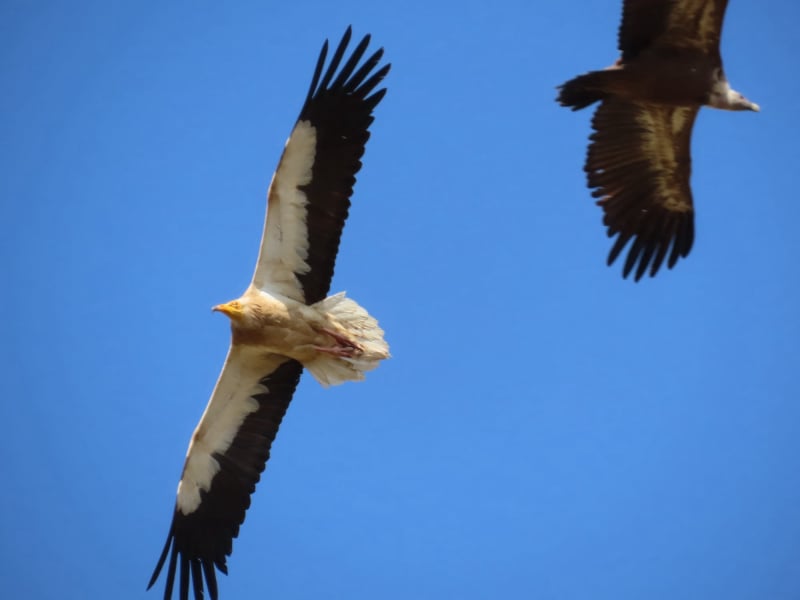 Alimoche (Neophron percnopterus)