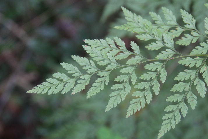 Davallia canariensis