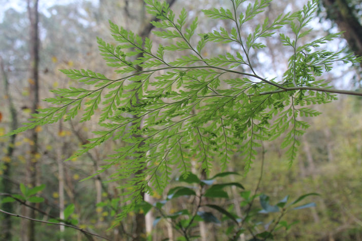 Davallia canariensis
