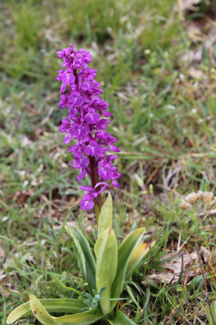 Orchis mascula