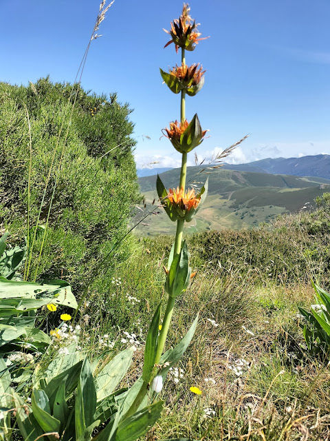 Gentiana lutea