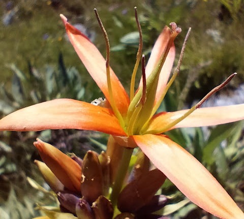 Gentiana lutea