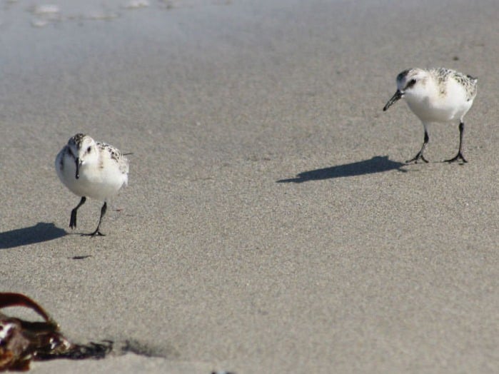 Correlimos tridáctilo (Calidris alba)