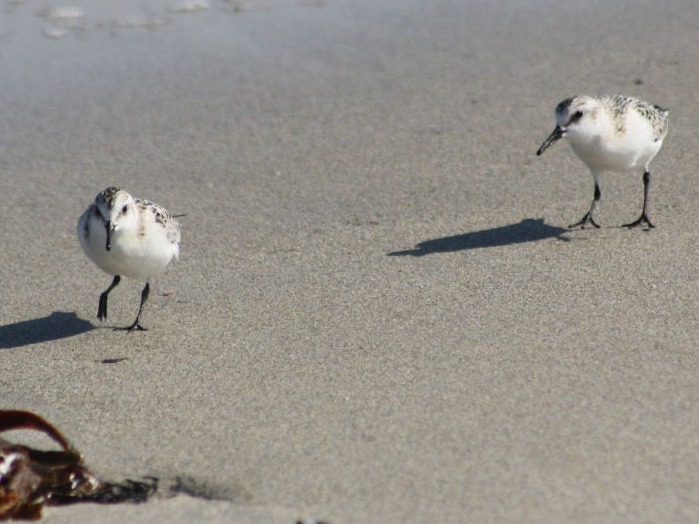 Correlimos tridáctilo (Calidris alba)