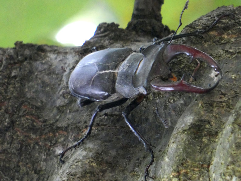 Lucanus cervus