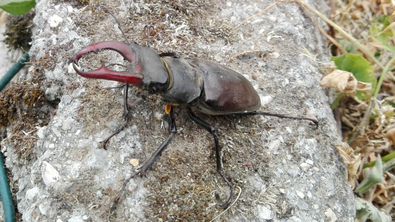 Lucanus cervus