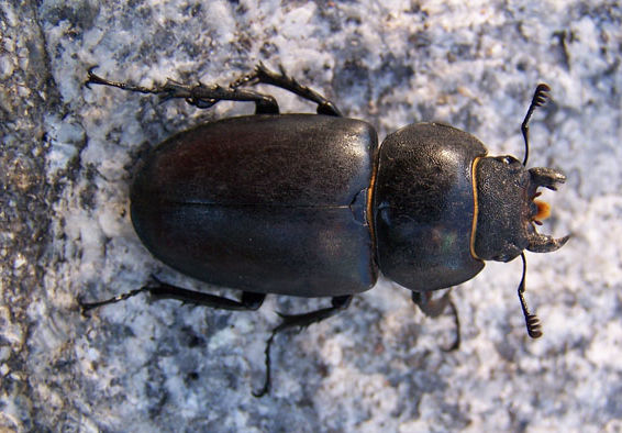 Lucanus cervus