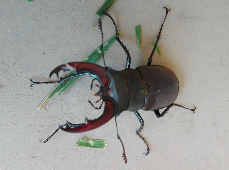 Lucanus cervus