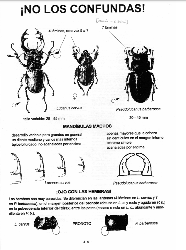 Lucanus cervus