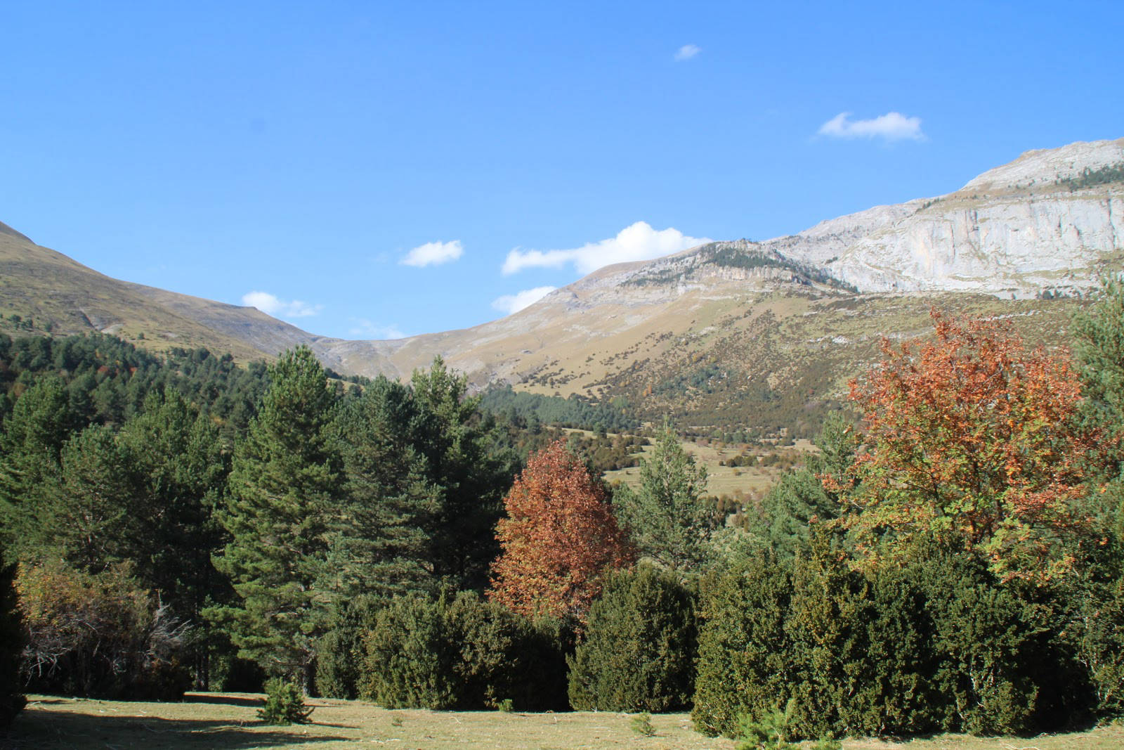 Observatorio de quebrantahuesos en Escuain