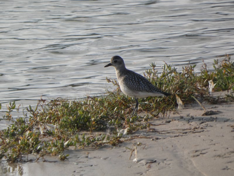 Chorlito gris (Pluvialis squatarola)