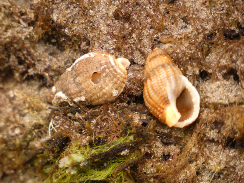 Intermareal en la Costa Doce