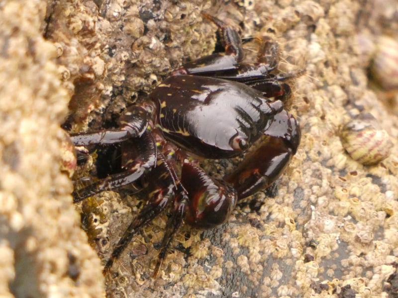Pachygrapsus marmoratus