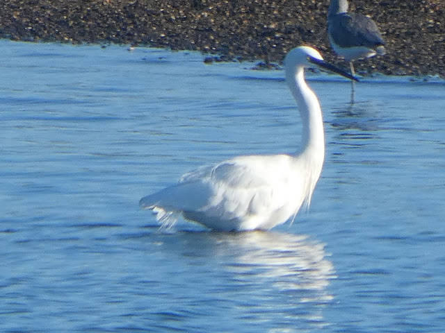 Garceta grande (Egretta alba)